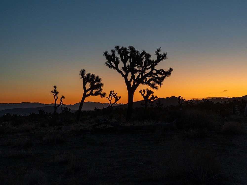Joshua Tree — portfolio Californie